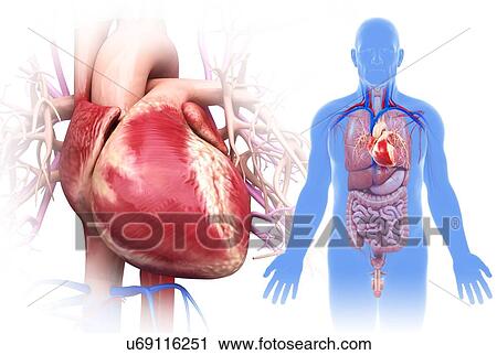 Stock Image - Male heart, illustration. Fotosearch