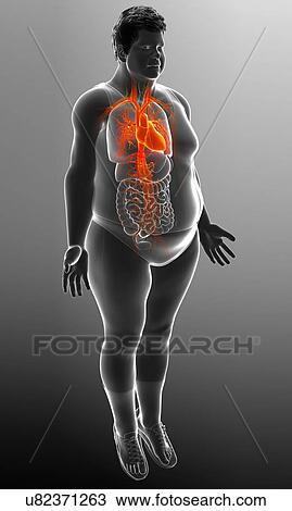 Stock Image - Male heart, illustration. Fotosearch