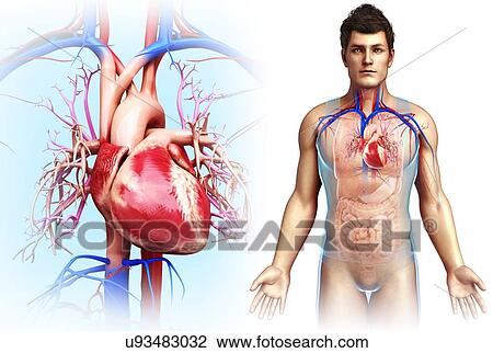Stock Image - Male heart, illustration. Fotosearch
