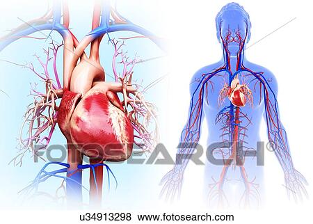 Stock Photo - Male heart, illustration. Fotosearch