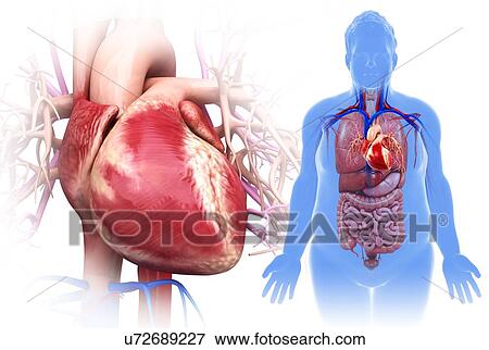 Stock Photo - Male heart, illustration. Fotosearch