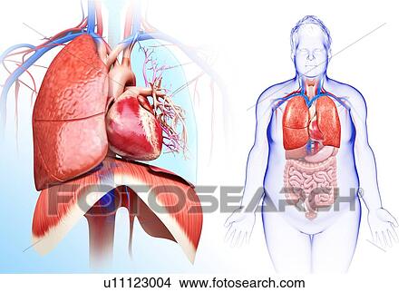 Male heart-lung system, illustration View Large Photo Image Picture - Male heart-lung system, illustration. Fotosearch