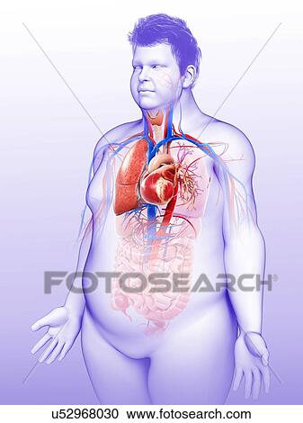 Male heart-lung system, illustration View Large Photo Image Stock Image - Male heart-lung system, illustration. Fotosearch