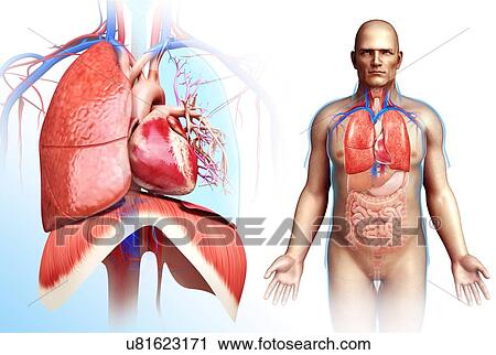 Male heart-lung system, illustration View Large Photo Image Stock Image - Male heart-lung system, illustration. Fotosearch