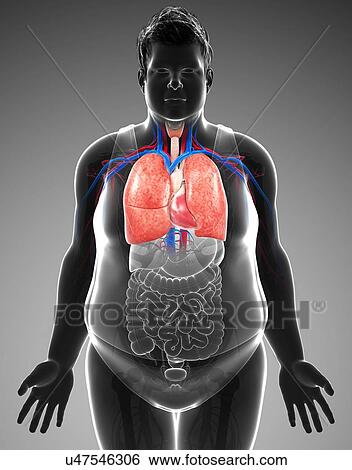 Male heart-lung system, illustration View Large Photo Image Stock Photograph - Male heart-lung system, illustration. Fotosearch