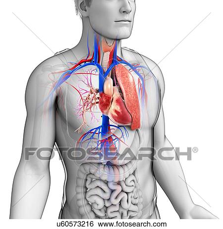 Stock Photograph - Male heart-lung system, illustration. Fotosearch