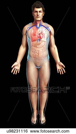 Stock Photograph - Male heart-lung system, illustration. Fotosearch