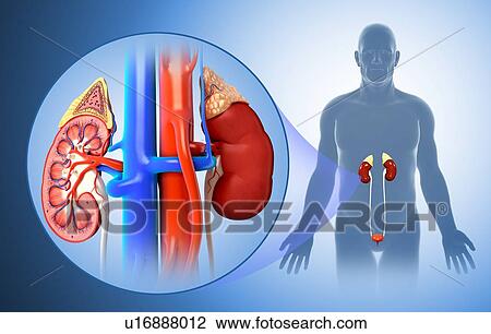 Stock Image - Male kidney anatomy, illustration. Fotosearch
