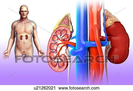 Stock Image - Male kidney anatomy, illustration. Fotosearch