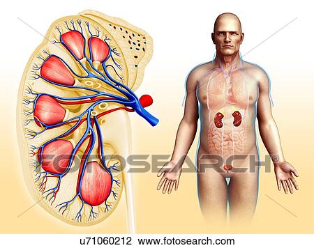 Male kidney anatomy, illustration View Large Photo Image Stock Image - Male kidney anatomy, illustration. Fotosearch