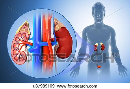 Stock Photo - Male kidney anatomy, illustration. Fotosearch