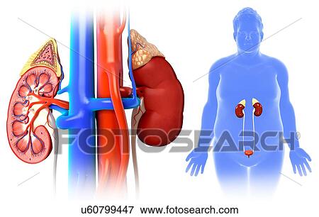 Stock Photo - Male kidney anatomy, illustration. Fotosearch