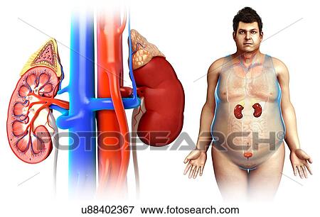 Stock Photo - Male kidney anatomy, illustration. Fotosearch