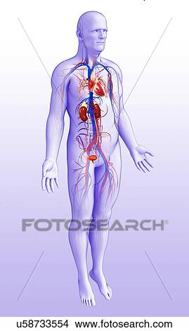 Picture - Male kidney and circulatory system, illustration. Fotosearch
