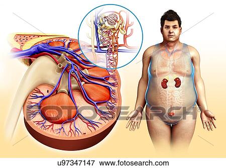 Stock Photo - Male kidney and nephron anatomy, illustration. Fotosearch