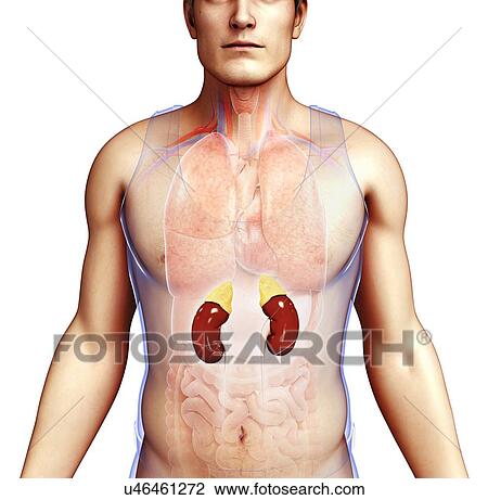 Stock Image - Male kidneys, illustration. Fotosearch