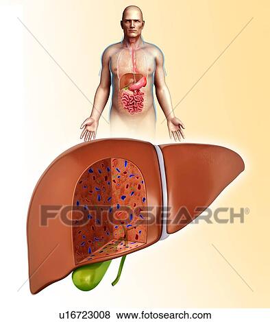 Male liver anatomy, illustration View Large Photo Image Stock Photo - Male liver anatomy, illustration. Fotosearch