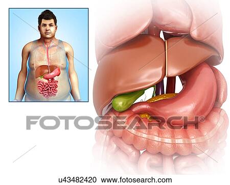 Stock Image - Male liver and stomach anatomy, illustration. Fotosearch