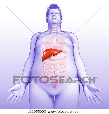 Male liver, illustration View Large Photo Image Stock Image - Male liver, illustration. Fotosearch