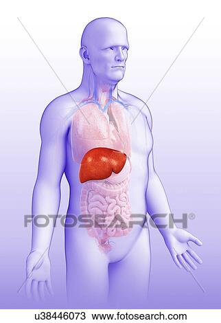 Male liver, illustration View Large Photo Image Stock Image - Male liver, illustration. Fotosearch