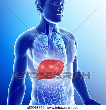 Male liver, illustration View Large Photo Image Stock Image - Male liver, illustration. Fotosearch