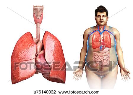 Male lung anatomy, illustration View Large Photo Image Stock Image - Male lung anatomy, illustration. Fotosearch