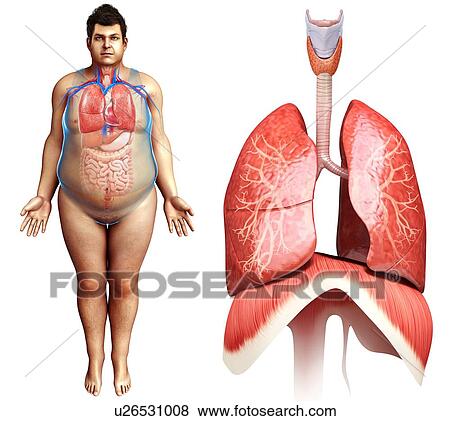 Male lung anatomy, illustration View Large Photo Image Stock Photo - Male lung anatomy, illustration. Fotosearch