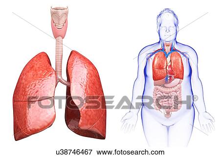 Stock Photo - Male lung anatomy, illustration. Fotosearch