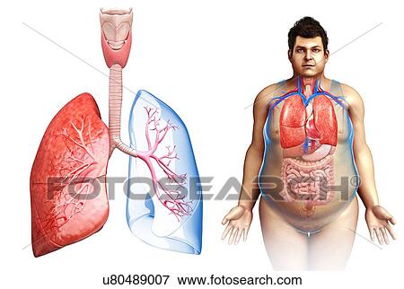 Stock Photo - Male lung anatomy, illustration. Fotosearch