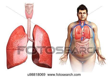 Stock Photo - Male lung anatomy, illustration. Fotosearch