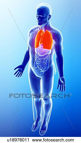 Male lungs, illustration View Large Photo Image Stock Image - Male lungs, illustration. Fotosearch