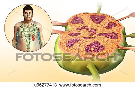 Stock Image - Male lymph node structure, illustration. Fotosearch
