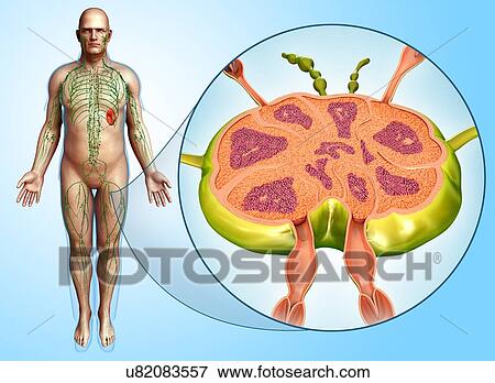 Male lymph node structure, illustration View Large Photo Image Stock Photo - Male lymph node structure, illustration. Fotosearch