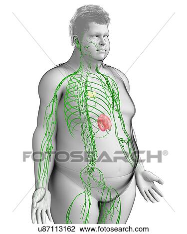 Stock Image - Male lymphatic system, illustration. Fotosearch