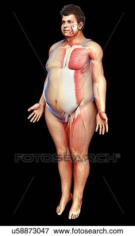 Stock Photo - Male muscle anatomy, illustration. Fotosearch
