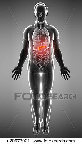 Stock Image - Male pancreas, illustration. Fotosearch