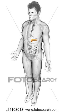 Male pancreas, illustration View Large Photo Image Stock Image - Male pancreas, illustration. Fotosearch