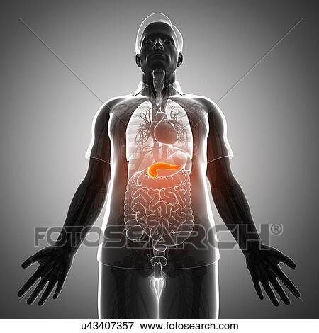 Male pancreas, illustration View Large Photo Image Stock Photo - Male pancreas, illustration. Fotosearch