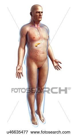 Stock Photo - Male pancreas, illustration. Fotosearch