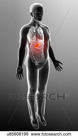 Stock Photo - Male pancreas, illustration. Fotosearch