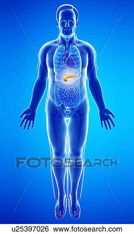 Male pancreas, illustration View Large Photo Image Stock Photograph - Male pancreas, illustration. Fotosearch