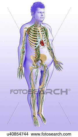 Picture - Male skeletal and lymphatic systems, illustration. Fotosearch