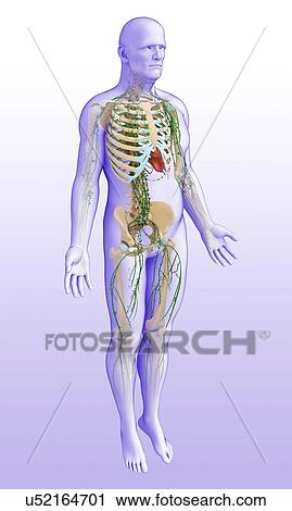 Stock Image - Male skeletal and lymphatic systems, illustration. Fotosearch