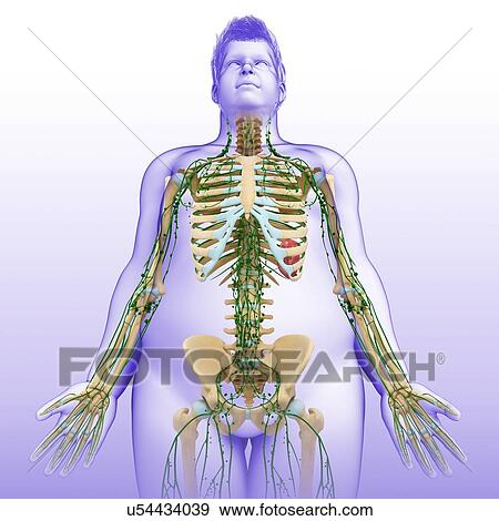 Stock Photo - Male skeletal and lymphatic systems, illustration. Fotosearch