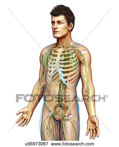 Stock Photo - Male skeletal and lymphatic systems, illustration. Fotosearch