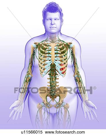 Stock Photography - Male skeletal and lymphatic systems, illustration. Fotosearch