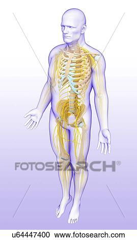 Male skeletal and nervous system, illustration View Large Photo Image Stock Image - Male skeletal and nervous system, illustration. Fotosearch