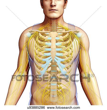 Stock Photograph - Male skeletal and nervous systems, illustration. Fotosearch