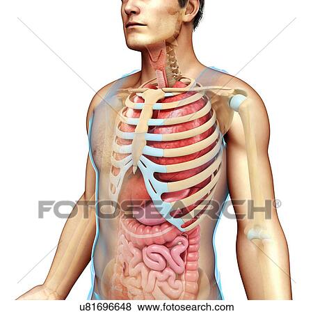 Male skeletal system and body organs, illustration View Large Photo Image Stock Photo - Male skeletal system and body organs, illustration. Fotosearch
