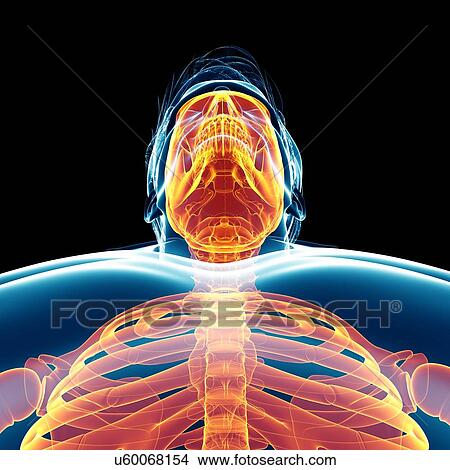 Picture - Male skeletal system, illustration. Fotosearch